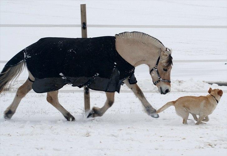 Fjordhest Fagot - 4* d. 18/2 2011 billede 3