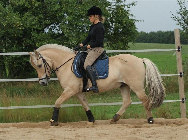 Fjordhest Fagot - 5* d. 15 aug. 2010 billede 4