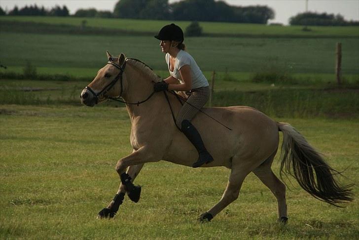 Fjordhest Fagot - 6* drømmen (; ´d. 28/6 10 billede 5