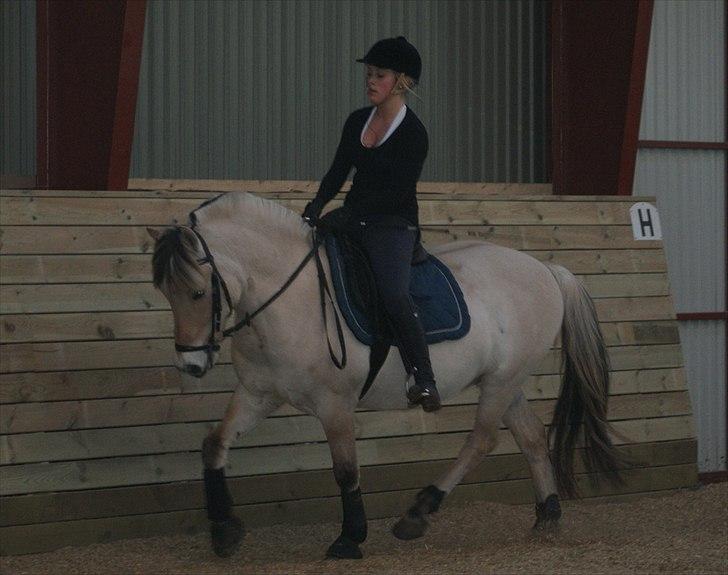 Fjordhest Fagot - 7* d. 6/3 2011 billede 6