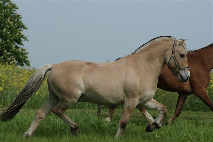 Fjordhest Fagot - 8* woop woop(: ´d. 6/6 09 billede 7