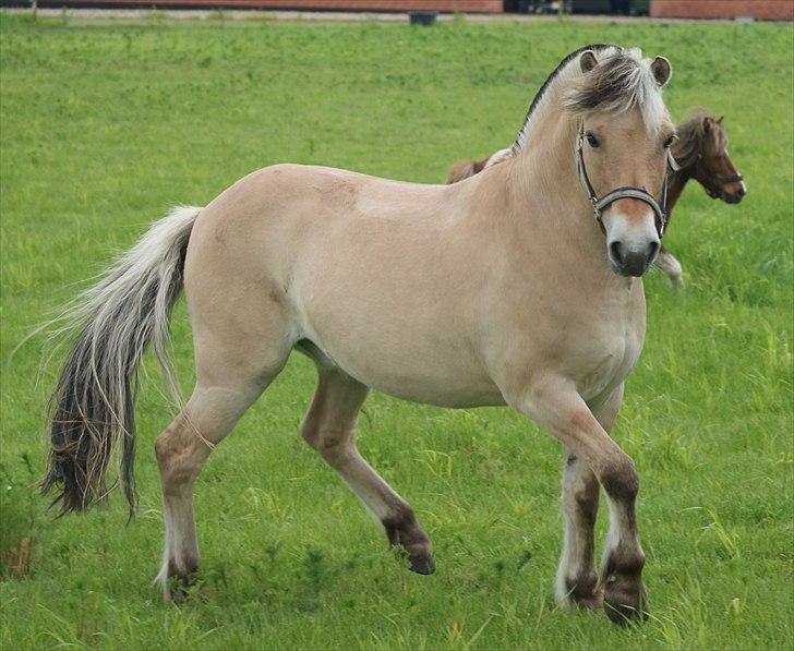 Fjordhest Fagot - 9* 6/6 10 billede 8