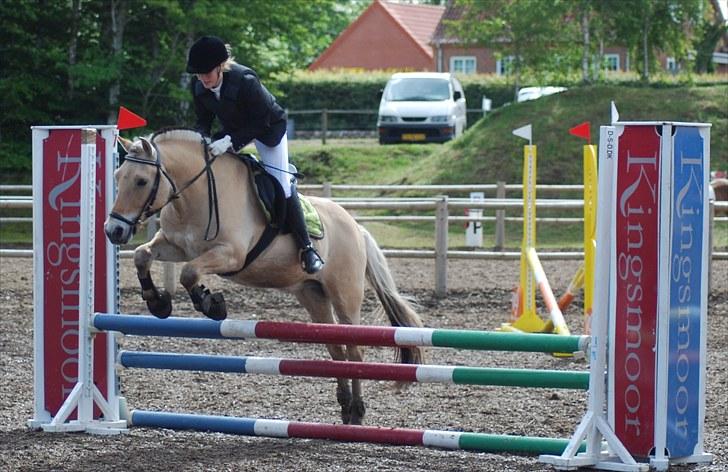 Fjordhest Fagot - 10* d. 20/6 2010 billede 9