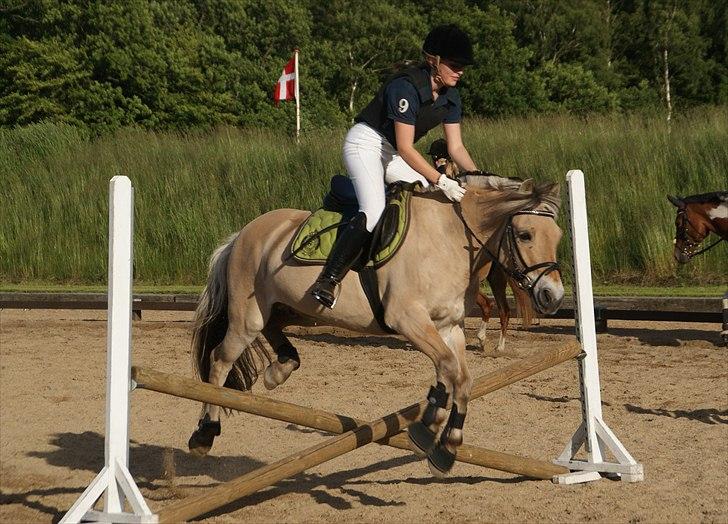 Fjordhest Fagot - 11* lidt kluntet! :D´ opvarmning på vasehus. billede 10