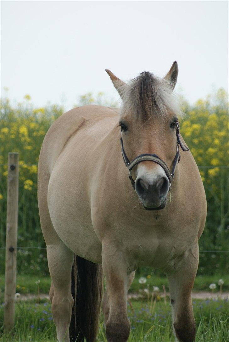 Fjordhest Fagot - 12* vidunderlig! d. 6/6 10 billede 11