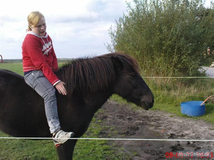 Islænder Viska<3 solgt og savnet billede 1