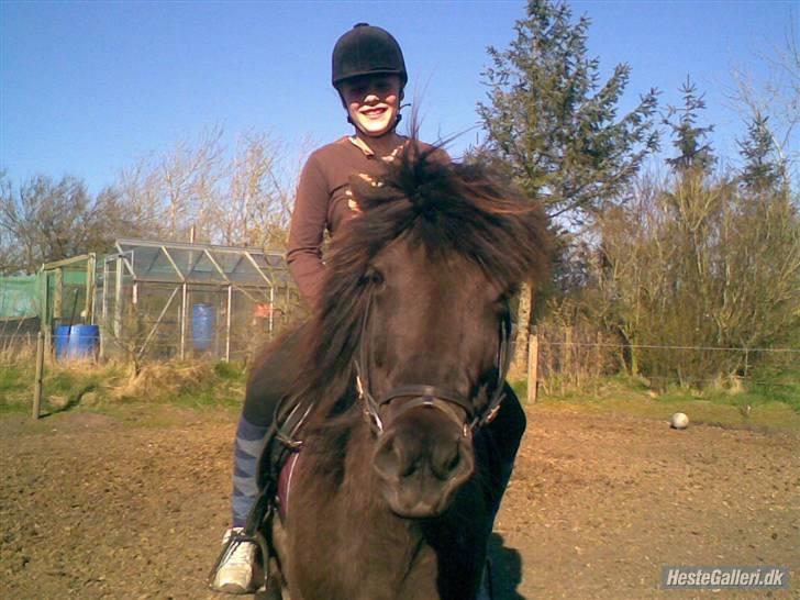 Islænder Viska<3 solgt og savnet billede 2