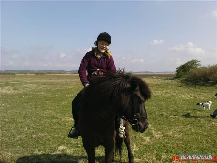 Islænder Viska<3 solgt og savnet billede 3