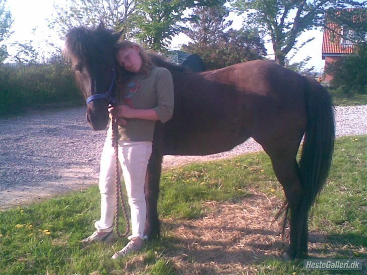 Islænder Viska<3 solgt og savnet billede 4