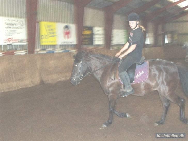 Islænder Viska<3 solgt og savnet billede 5