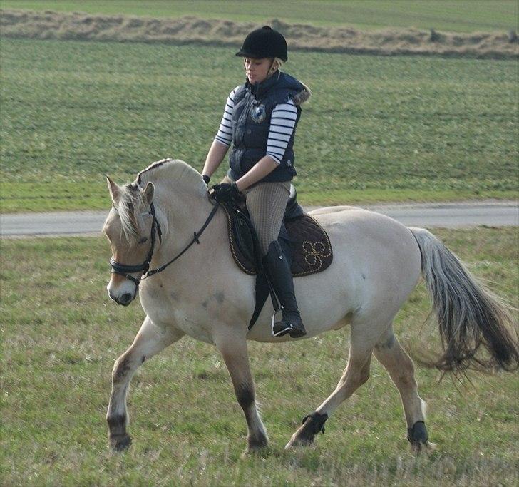 Fjordhest Fagot - 13* d. 4/2 11 billede 12