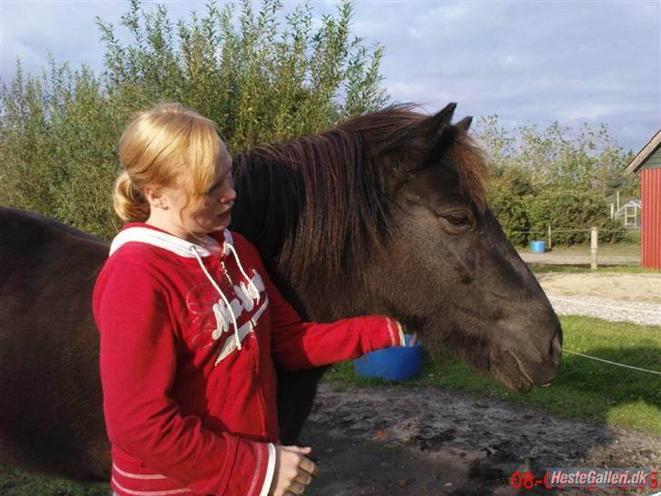 Islænder Viska<3 solgt og savnet billede 6