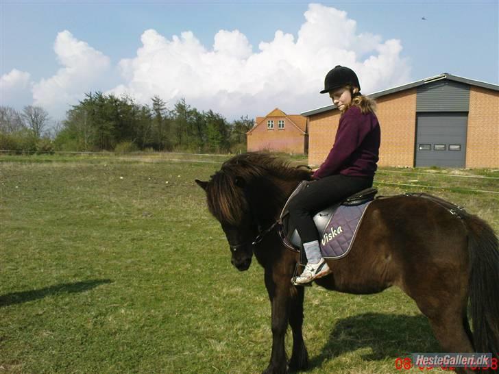 Islænder Viska<3 solgt og savnet billede 7