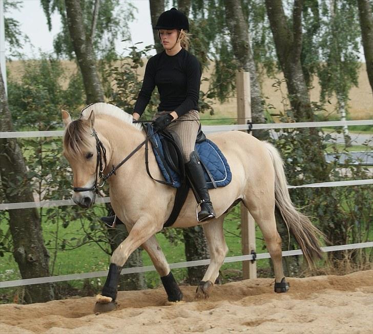 Fjordhest Fagot - 14* d. 15 aug. 2010 billede 13