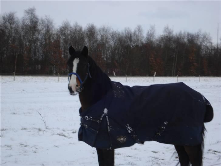 Anden særlig race Samson<33 My soulmate<33 - Samson i vinter humør ;D 2009 (nr.7) billede 8