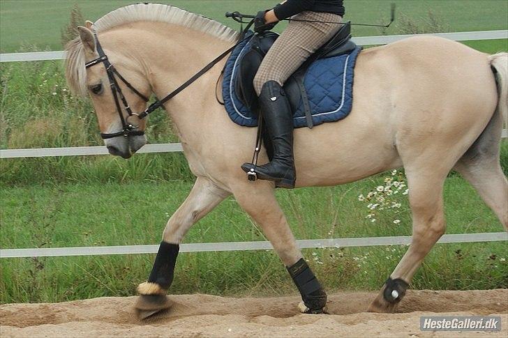 Fjordhest Fagot - 17* d. 15 aug 2010. billede 16