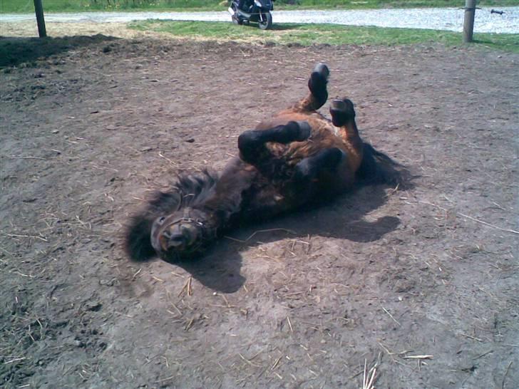 Shetlænder Charlie R.I.P :'( elsket & savnet !! <'3 - velkommen til charlie´s profil billede 1