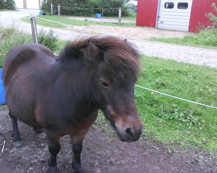 Shetlænder Charlie R.I.P :'( elsket & savnet !! <'3 - jeg gider ingen ting billede 2