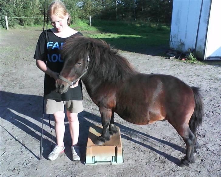 Shetlænder Charlie R.I.P :'( elsket & savnet !! <'3 - min tykke dreng har lært noget billede 3