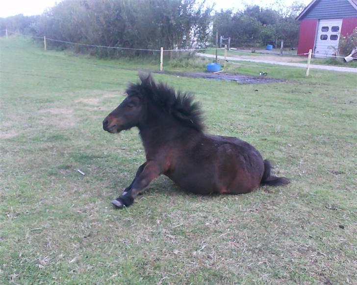 Shetlænder Charlie R.I.P :'( elsket & savnet !! <'3 - jeg kan ik komme op billede 4
