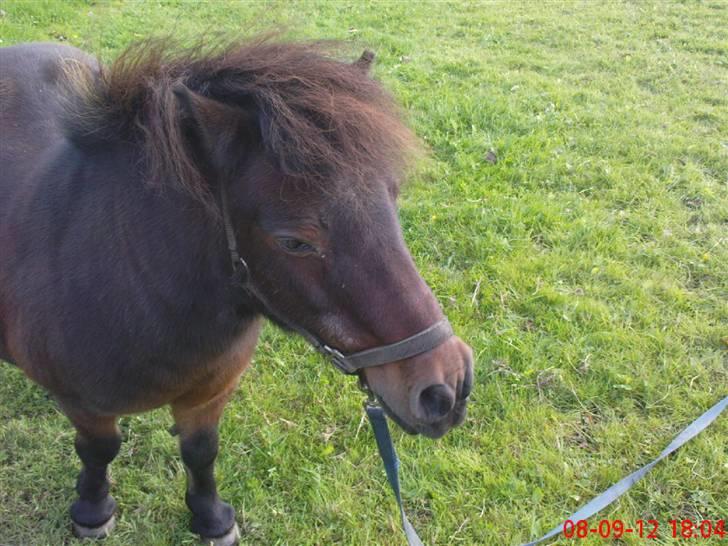Shetlænder Charlie R.I.P :'( elsket & savnet !! <'3 - da han var hingst billede 5