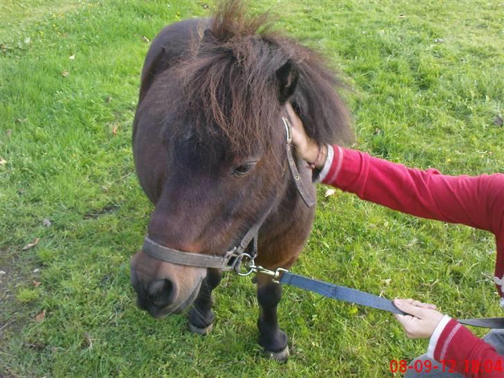 Shetlænder Charlie R.I.P :'( elsket & savnet !! <'3 - da han var hingst billede 6