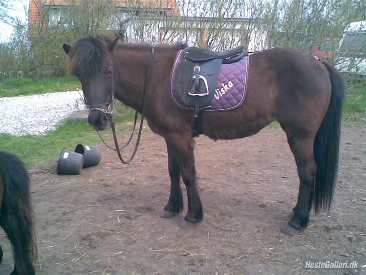 Islænder Viska<3 solgt og savnet billede 8