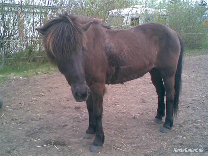 Islænder Viska<3 solgt og savnet billede 9