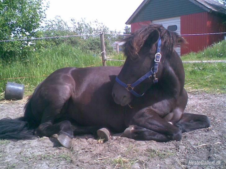 Islænder Viska<3 solgt og savnet billede 10