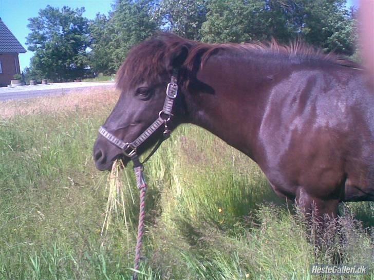 Islænder Viska<3 solgt og savnet billede 11