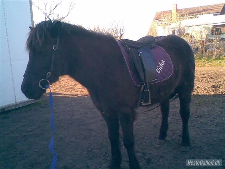 Islænder Viska<3 solgt og savnet billede 12