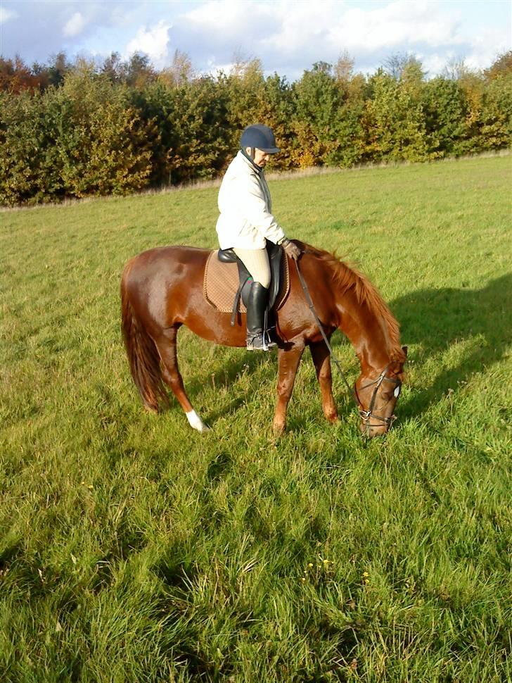 Frederiksborg Sabrina Tyskegård (Shori) billede 14