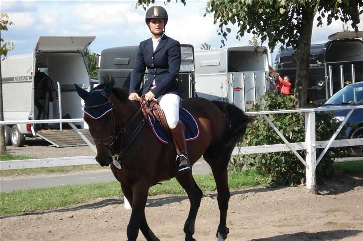 Hollandsk Varmblod royal billede 18