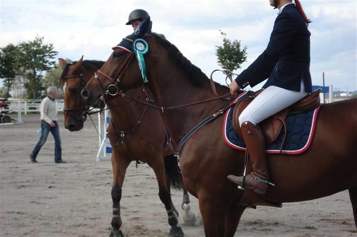 Hollandsk Varmblod royal billede 20