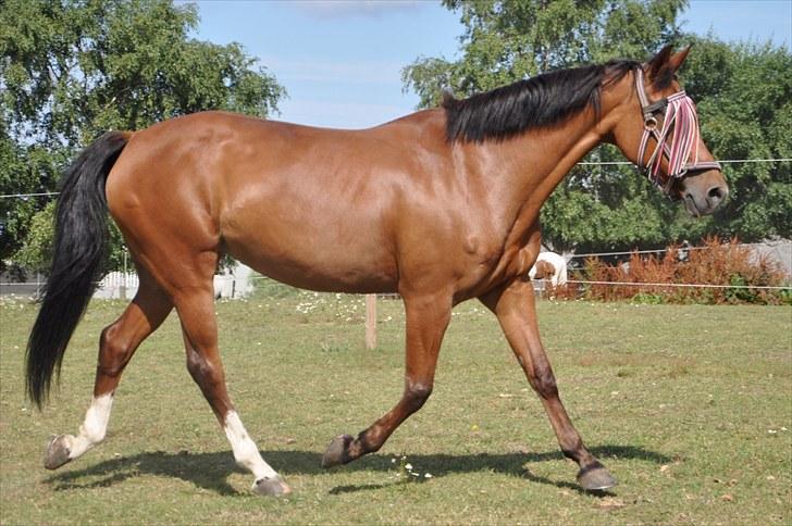 Hollandsk Sportspony Magic Avion R.I.P 16/5/11 - Avi på fold d. 28/7-10 Foto: Mig  billede 4