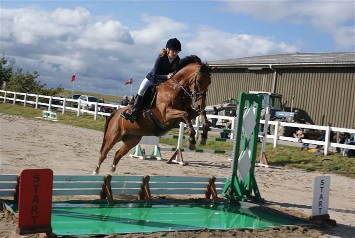 Hollandsk Sportspony Magic Avion R.I.P 16/5/11 - SJM 09 :) Foto: Trine billede 7