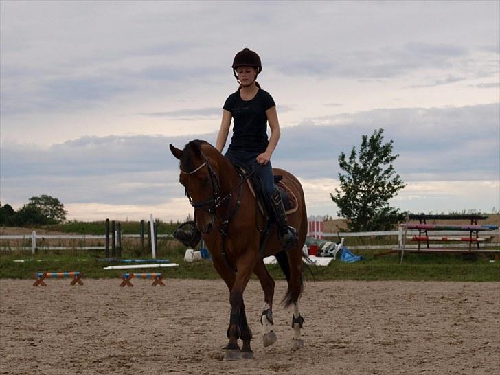 Hollandsk Sportspony Magic Avion R.I.P 16/5/11 - Lidt dressur på Avi sommeren 2010 :D Foto: Rune (kæresten) billede 8