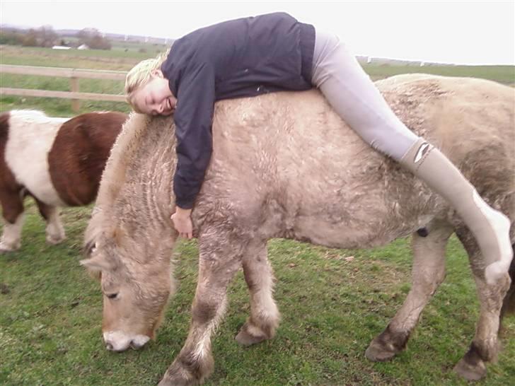 Fjordhest Lukas<3 (L' - Mig og Lukas  billede 7