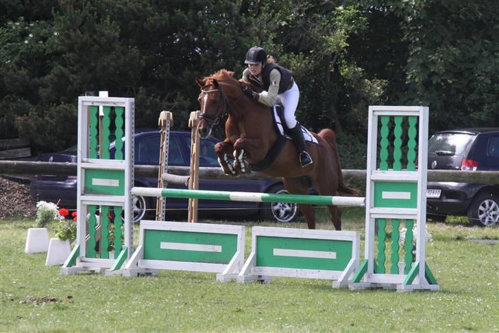 Tysk Sportspony Celette  - LA SRR 2009 billede 8