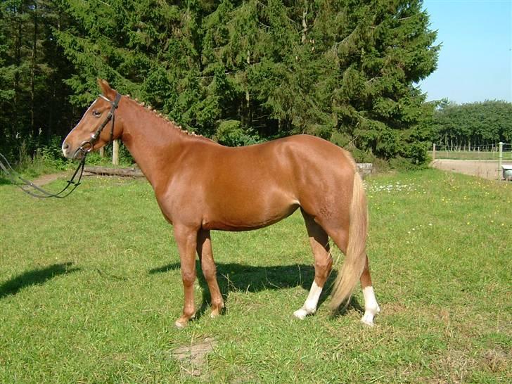 DSP Zig-Zag *SOLGT* - fotomodel for en dag :-) billede 17