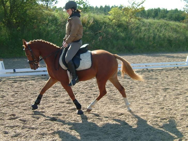 DSP Zig-Zag *SOLGT* - Ziggi og Sasja billede 18