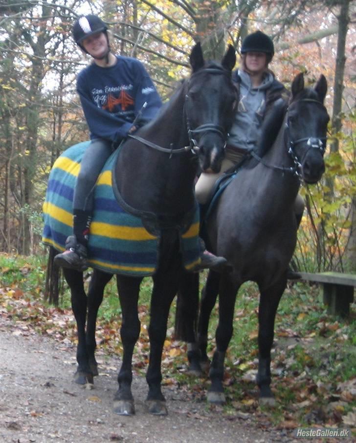 Anden særlig race Trinity C  - den 8/11 - 08 skoven ..  billede 18