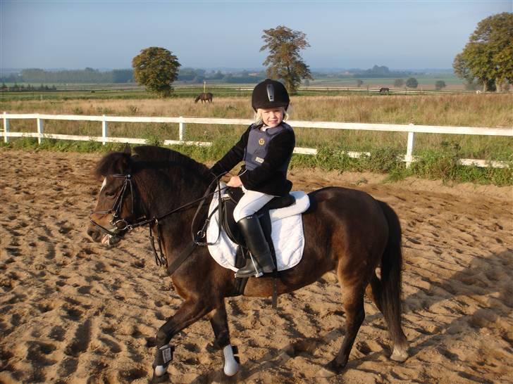 Dartmoor Amalie Ronda Chili solgt - Jeg har lige været inde og ride LG spring med Stephanie billede 11