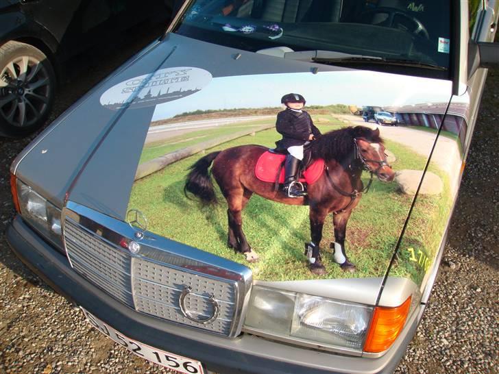 Dartmoor Amalie Ronda Chili solgt - jeg er min famillie super pony se selv på min ejer´s bil billede 17