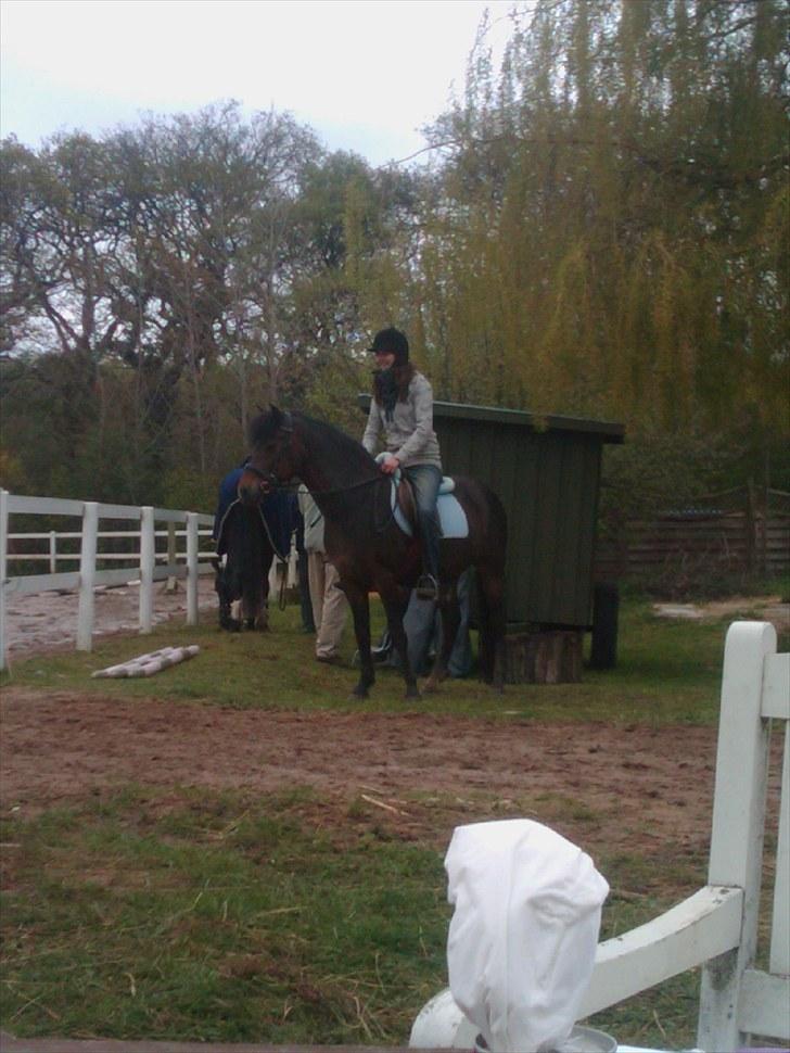 New Forest Casanova - Fordi vi venter på at skulle ind på banen til stævnet. 3. plads i 40cm billede 12