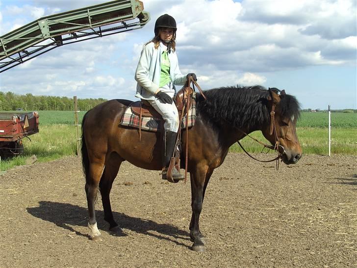 New Forest Casanova - fordi At Western Udstyer Klær DIg Bedst- foto mor billede 13