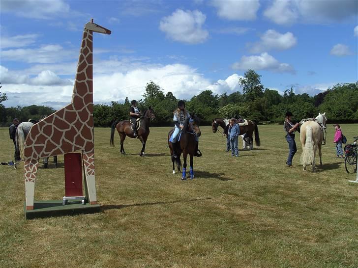 New Forest Casanova - fordi Vi Altid Er Friske - foto dorte billede 14