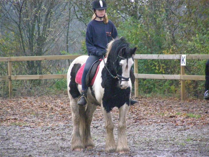 Irish Cob Sir Malthe SOLGT billede 7