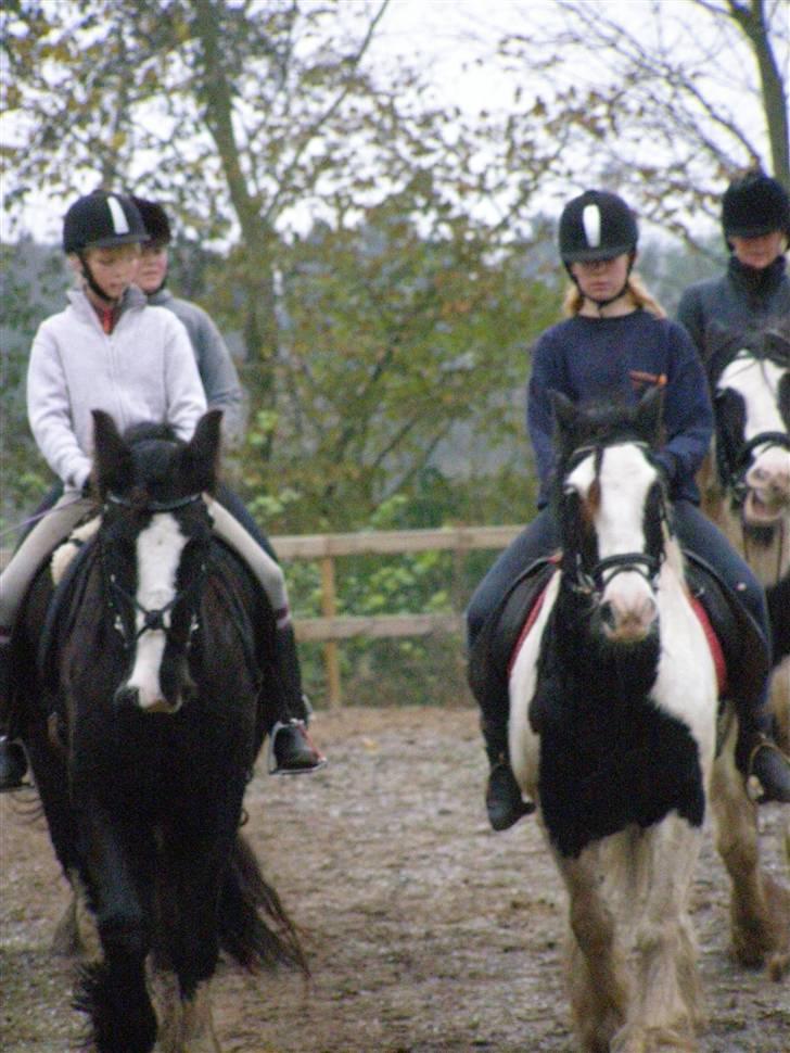 Irish Cob Sir Malthe SOLGT billede 8