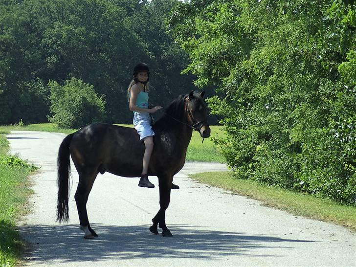 New Forest Casanova - fordi Det Var Min Første Tur På DIg Uden Sadl - foto mor billede 15